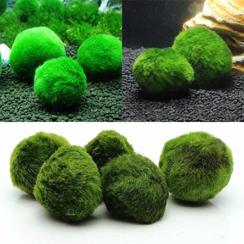 Phụ Kiện Tiểu Cảnh Tảo marimo xanh 4cm, trang trí bể cá, tạo cảnh quan sinh thái (BS-53)