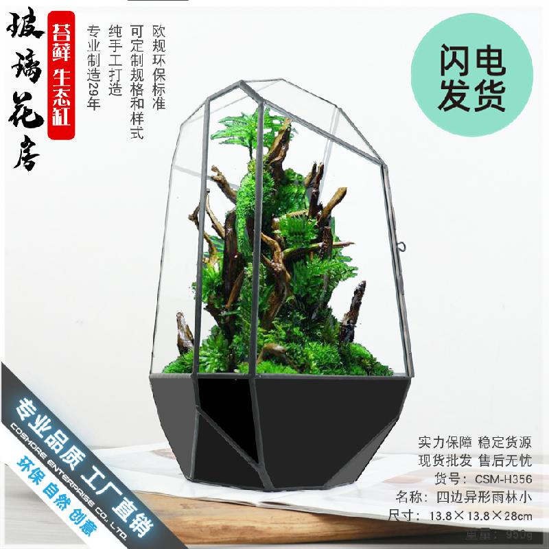 Chậu Đa Giác Bể Terrarium rừng mưa mini (DG-45)